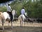 Manade Sauvan